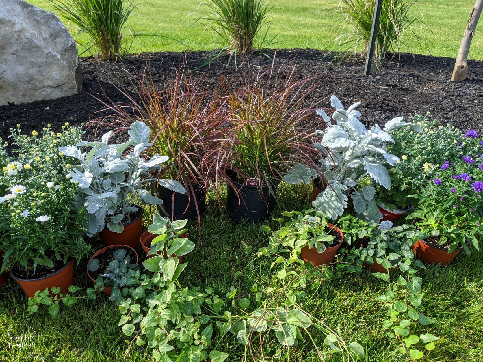 autumn container plants