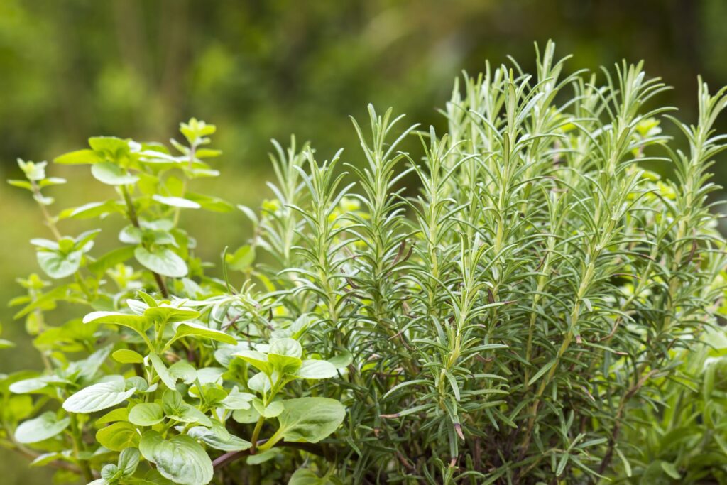 best herbs to grow
