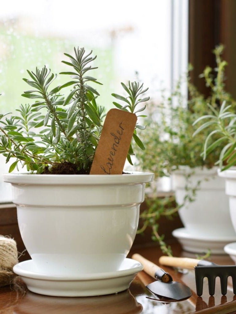 best herbs to grow at home
