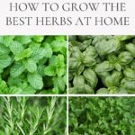herb gardening ideas outdoor