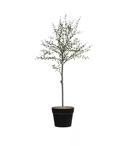 Creative Co-Op DF2615 29" H Thyme Topiary in Pot Faux Botanicals, Green