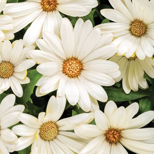 African daisy spring annual