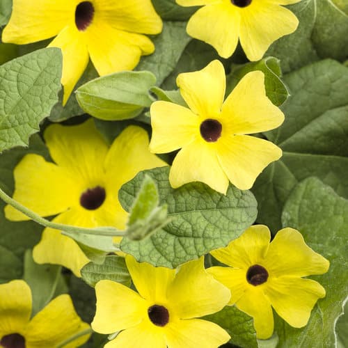 black eyed susan vine