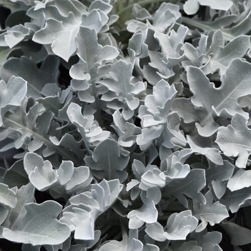 dusty miller spring annual plant