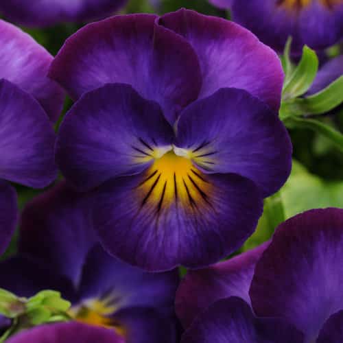 halo violet viola