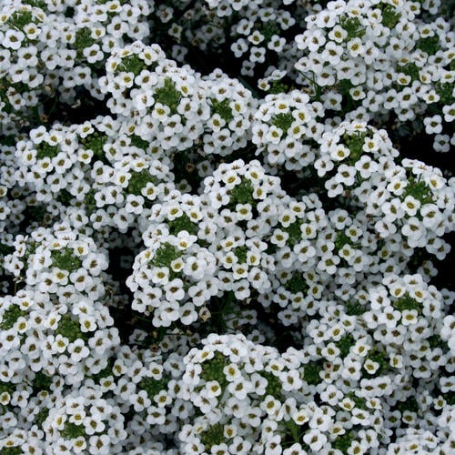 sweet alyssum