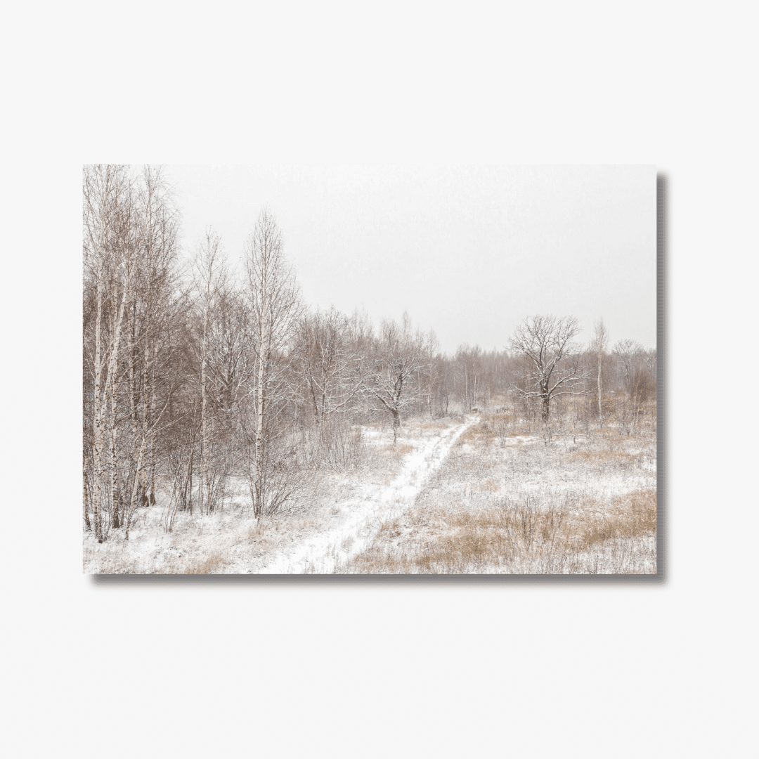 white birch